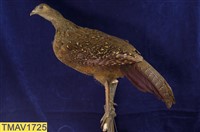 藍腹鷴藏品圖，第7張